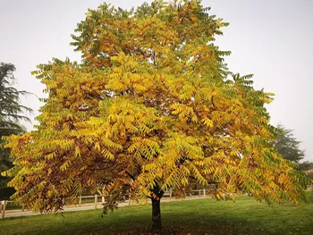 Black Walnut Tree Juglans nigra Stunning Autumn Colours, Edible Fruit, Wildlife Tree, 20-30cm Tall Plant in a 9cm Pot