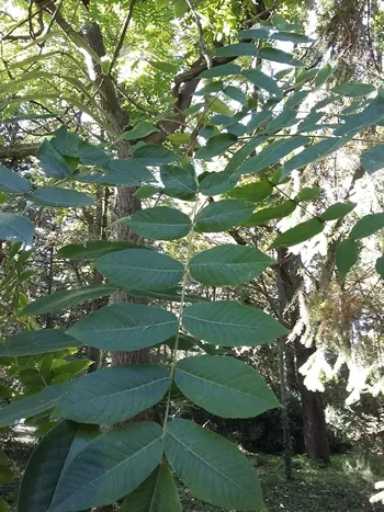 Edible Mandchurian Walnut Tree, Juglans MANDSCHURICA, Edible Fruit, Hardy, Rare, Large Leaves, 30-40cm Tall Plant in a 9cm Pot
