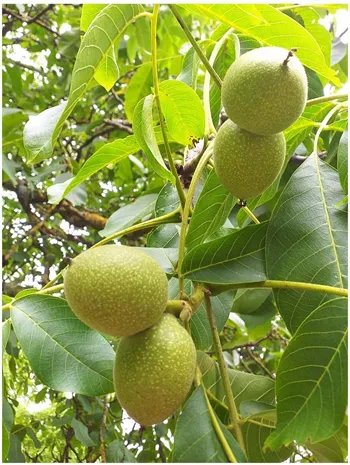 English Walnut Tree Juglans regia Tasty, Edible Nuts, Hardy Edible Ornamental Tree Wildlife Plant, 5-10cm Tall (Currently leafless), Strong Plant in a 9cm Pot
